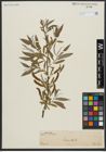 Foto von Salix alba L.